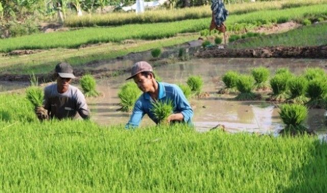 Asuransi Gagal Panen di Kab. Bandung: Petani Cukup Bayar Rp36 Ribu, Dapat Rp6 Juta