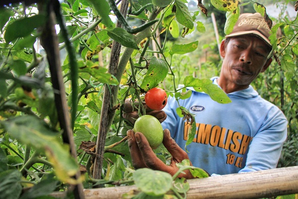 Harga Terjun Bebas, Petani Sayuran di Bandung Barat Merugi