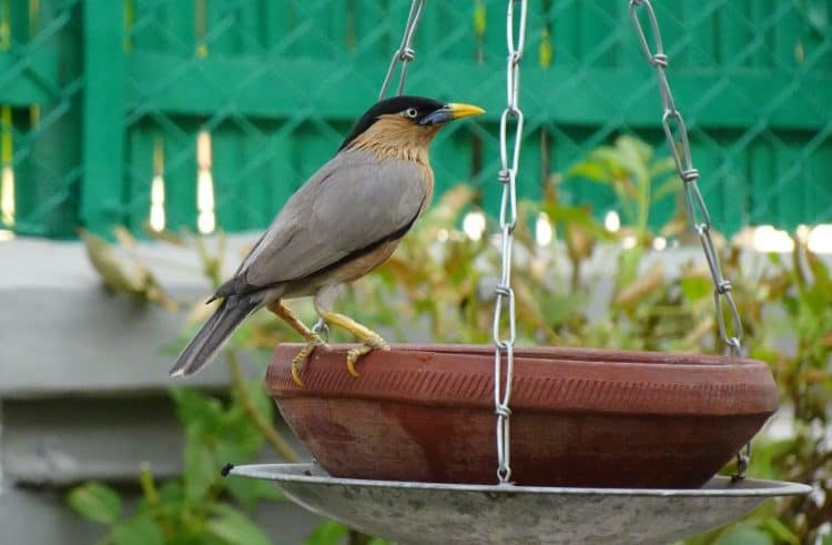 Hobi Mengejek, 5 Ekor Burung Beo Diisolasi