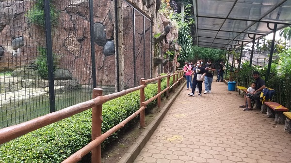 Kebun Binatang Bandung Bakal Potong Rusa buat Pakan Harimau