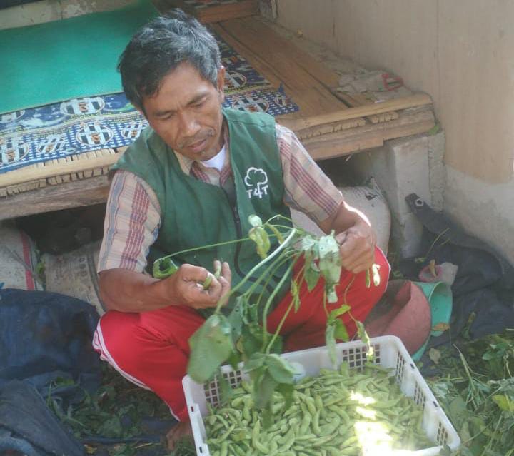 Kacang Edamame Tumbuh Subur di Cihampelas KBB