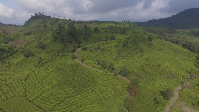 Komitmen Tinggi PTPN I Regional 2 Jaga Kelestarian Alam Wilayah Agrowisata Gunung Mas